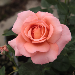 Ružičasta - Ruža - Törökbálint - Narudžba ruža